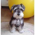 迷你型雪納瑞犬 迷你型雪納瑞犬