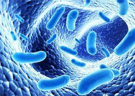 共生細菌 共生細菌