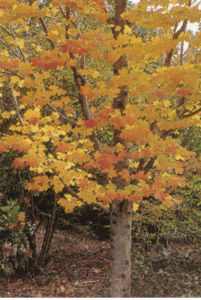 加拿大糖槭 加拿大糖槭