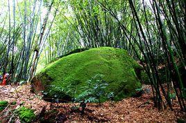 青山翠竹 青山翠竹