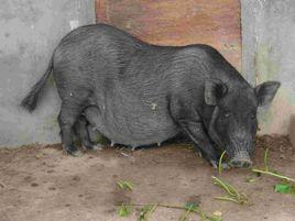 滇南小耳豬 滇南小耳豬