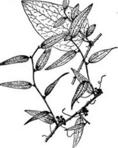 小葉菝葜 小葉菝葜