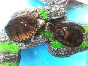 迷你麝香龜 迷你麝香龜