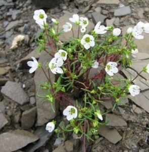真齒無心菜 真齒無心菜