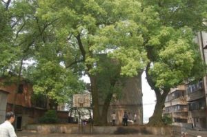 蔭樟源村 蔭樟源村