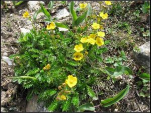 康定委陵菜 康定委陵菜