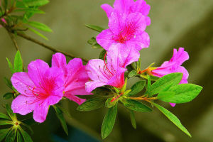 大萼杜鵑 大萼杜鵑