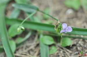 少葉水竹葉 少葉水竹葉