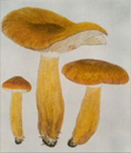 蜜環口蘑 蜜環口蘑