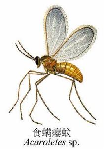 食蟎癭蚊 食蟎癭蚊