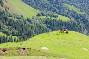中天山組 中天山組
