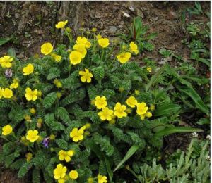 疏葉總梗委陵菜 疏葉總梗委陵菜