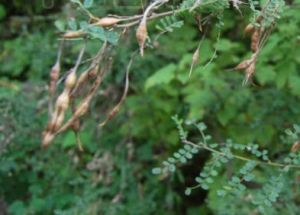 小青海錦雞兒(變種) 小青海錦雞兒(變種)