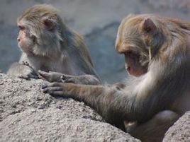 鄒城動物園 鄒城動物園