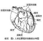 冠狀動脈和靜脈,也稱冠脈循環.|400x275冠狀循環