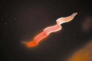 （圖）不明水生物