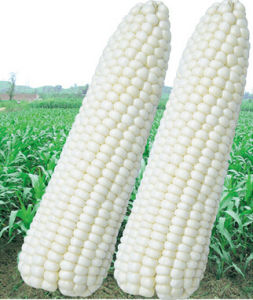 玉美頭168 玉美頭168