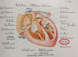 浦肯野纖維 浦肯野纖維