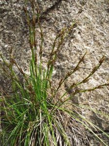 濕生薹草 濕生薹草