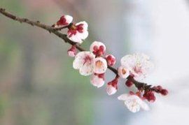 乍暖還寒 乍暖還寒