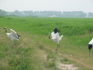 扎龍觀鶴舞 扎龍觀鶴舞