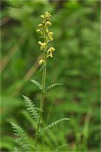 假司氏馬先蒿 假司氏馬先蒿