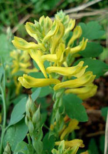 藏西黃堇 藏西黃堇