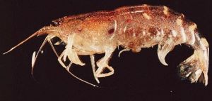 鋸齒米蝦 鋸齒米蝦