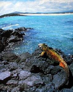 加拉帕戈斯現象 加拉帕戈斯現象