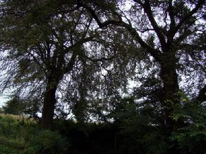 月望鄉（圖）村中古樹的保護