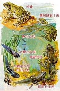 蛙的變態發育