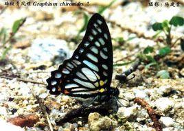 碎斑青鳳蝶 碎斑青鳳蝶