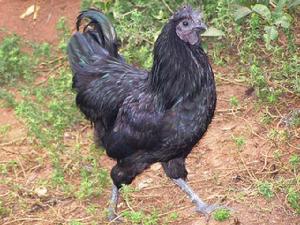 赤水烏骨雞 赤水烏骨雞