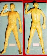 趙爾康人體經穴模型 趙爾康人體經穴模型