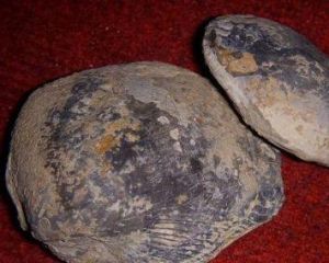 蚌殼化石山 蚌殼化石山