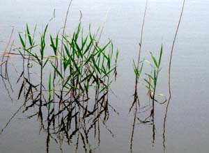 黃芩蘆根湯 黃芩蘆根湯