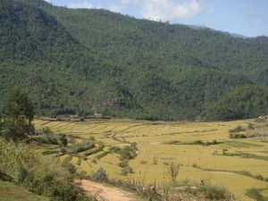 羅豐二村 羅豐二村