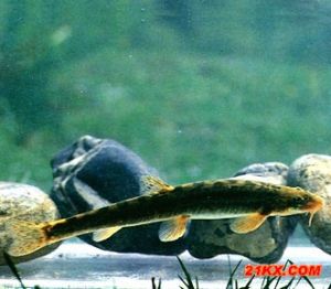 短尾高原鰍 短尾高原鰍