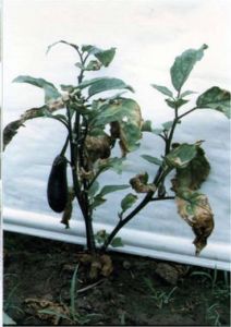 茄子黃萎病 茄子黃萎病