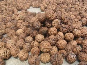 （圖）核桃產業