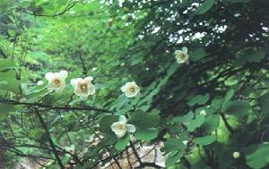 （圖）黃山木蘭