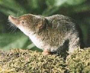 中鼩鼱甘肅亞種 中鼩鼱甘肅亞種