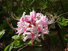 佩日珂麗夢諾德杜鵑