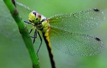 蜻蜓[差翅亞目昆蟲]