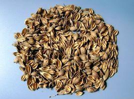 盧氏連翹 盧氏連翹