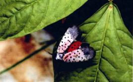 五倍子內蟲 五倍子內蟲