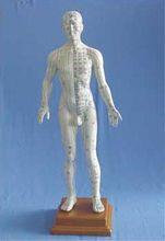 人體針灸穴位模型