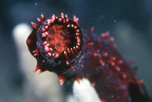 八目鰻魚用黏液悶死天敵