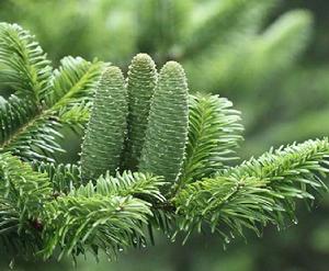 百山祖冷杉 百山祖冷杉