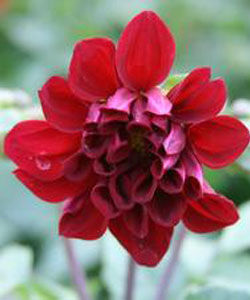 大理垂頭菊 大理垂頭菊